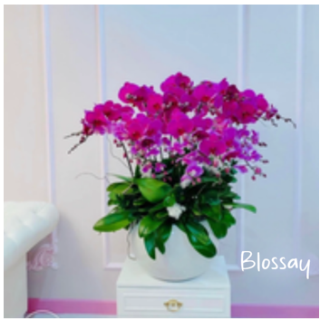 hoa-ho-lan-diep-tai-shop-hoa-tuoi-tphcm