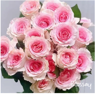 doa-hoa-hong-tuoi-shop-hoa-tuoi-online